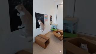 LAZY Cat GOES WILD with Laser Pointer Fun [upl. by Ikcir]