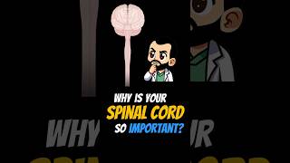 Why is Your Spinal Cord So IMPORTANT shorts [upl. by Ahsinyt]