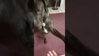 funny dance Min hund er med [upl. by Hacker]