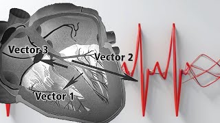 Decodificando al corazón Vectores y ECG ¡¡¡explicados facilmente [upl. by Kellia]