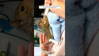 This woman rescued an injured squirrel and gave it a loving home animalshorts shortvideo [upl. by Led702]