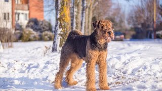 Training Airedale Terriers for Protection Work Exploring the Possibilities [upl. by Earahc895]