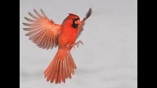 Cardinal bird Sounds [upl. by Lotson]