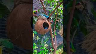 The wild macaw parrots l Fpisode dancemusic shot butiful ghanshyamyoutuber2543 [upl. by Vada]