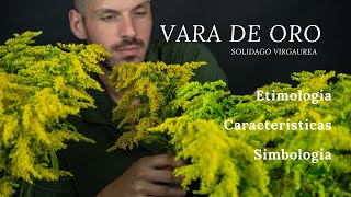 Vara de oro Características y simbología  Solidago virgaurea [upl. by Idel]