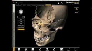 Exploring the Ethmoid Bone in 3D with Skeleton Premium [upl. by Narret625]