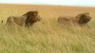 Two male Lions in Mara [upl. by Indys]