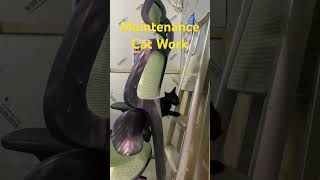 Cat work  maintenance amazing cat kittten asmrcat catlover kittenslovers catsounds cute [upl. by Animor]