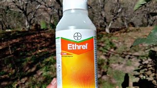 Ethrel Bayer  plant growth regulator [upl. by Robena]