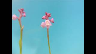 Polystachya rosea orchid [upl. by Ennaylloh]