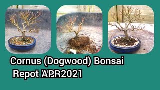 Small Cornus Dogwood Bonsai Repot Apr 2021 [upl. by Duffie574]