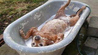 This dog is the definition of relaxation while bathing Dogs vs Bath 😱 [upl. by Kelcie156]