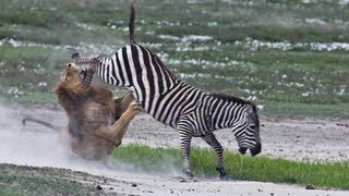 ZEBRA Kills and Eats LION [upl. by Sidonius]