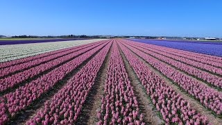 Dutch flower fields near Keukenhof The Netherlands drone footage [upl. by Enixam]