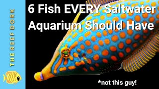 6 Easy Fish EVERY Marine Tank Should Have [upl. by Lupiv801]