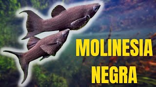 TUDO QUE PRECISA SABER SOBRE A MOLINESIA NEGRA [upl. by Ytirehc]