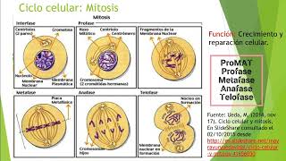 MITOSIS Y CITOCINESIS VEGETAL Y ANIMAL [upl. by Scrogan]