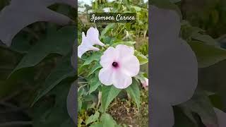 ipomoea carnea nature flowers floweringplant shortvideo [upl. by Tallula]