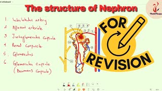 The structure of Nephron [upl. by Rainwater]