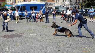 Esibizione unità cinofile Polizia di Stato a Ponte Milvio [upl. by Nonnahsed]