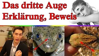 der BEWEIS für das Drittes Auge [upl. by Cristy]