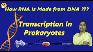 DNA Transcription  Mechanism of Transcription  NEET  CUET  MBBS [upl. by Megargee773]