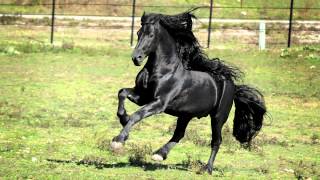 WORLD FAMOUS FRIESIAN STALLION [upl. by Alram]