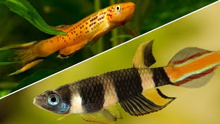 Top 5 Killifish That Every Beginner Should Try [upl. by Althea663]