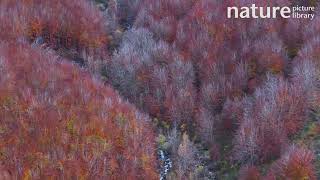 Drone shot of a deciduous forest and a river running through the valley Spain November [upl. by Dnomsed]