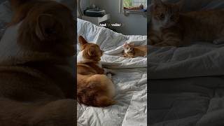 Before bringing new pets home this holiday season watch these tips ✨ catshorts orangecat [upl. by Orelle]