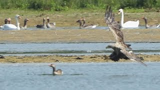 Whitetailed Eagle hunts Greylag Goose No5 [upl. by Ielirol]