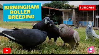 Birmingham Roller Pigeons Breeding PT1 [upl. by Jenne115]