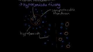 Diffusion und Osmose  Biologie [upl. by Ahselaf]