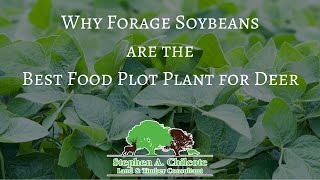 Why Eagle Forage Soybeans are The Best Food Plot Plant for Deer [upl. by Hoye]