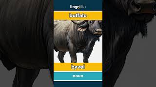 🇬🇧🇸🇰 buffalo  byvol  vocabulary builder  learn English  naučme sa anglicky [upl. by Calmas]