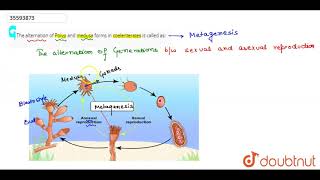 The alternation of Polyp and medusa forms in coelenterates is called as [upl. by Bac163]