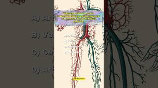 Blood vessels Questions and Answers [upl. by Peednama55]