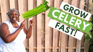 3 Tips to Growing Celery Fast [upl. by Hedaza]