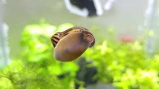 Tiger nerite snail🐌 best algae eatter [upl. by Alegnatal]