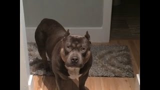 Amazing Funny Talking Dog Bully Pit Bull Compilation [upl. by Dduj854]