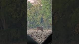 Has potential whitetails hunting whitetailbucks deerhunting [upl. by Sualakcin]