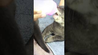 Gentle Care The Art of BottleFeeding Otter Pupsshorts subscribe [upl. by Terces72]