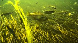 Cyprinids eating the bugs and stuff that I scour up in the current some bluegill and perch too [upl. by Bronk]