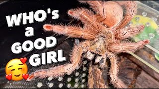 When your TARANTULA allows you to do a ONE TAKE VIDEO 🥰 [upl. by Enimrej728]