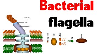 Bacterial flagella  structure and motility [upl. by Heaps]