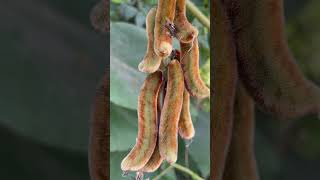 বাংলা নাম আলকুশি। Mucunapruriens monkeytamarind velvetbean Fabaceae botany lifescience [upl. by Fawnia]