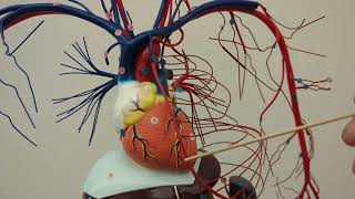 Cardiovascular System Blood Vessels of Head Neck and Thorax [upl. by Dryden138]