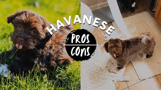 Havanese PROS amp CONS of the breed [upl. by Edlyn]