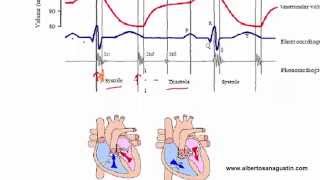 Auscultación Cardíaca 3 ECG y Ciclo Cardíaco [upl. by Omarr]