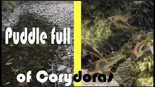 A Corydoras Puddle  Corydoras melanotaenia and Apistogramma macmasteri in nature [upl. by Harleigh987]